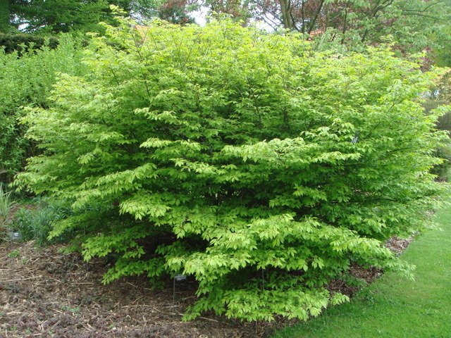 Euonymus alatus 'Compactus'